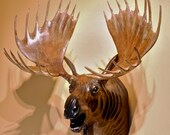 Moose Head Wood Sculpture by Jason Tennant