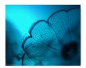 Moonjelly 11X14 Print Blue Water Ocean Art Jelly Print