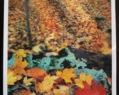 Autumn leaves, 11x17, fine Art photograph, Original, Fall decor, nature decor, Home decor, woods