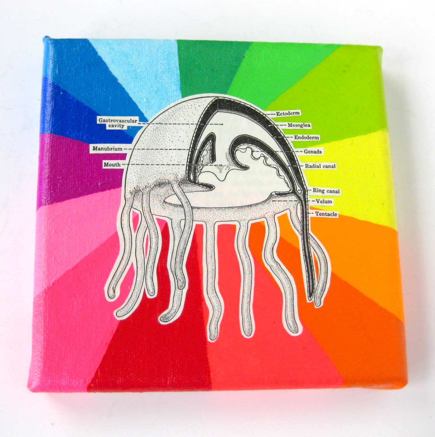 Rainbow Collage // Jellyfish Diagram // Fluorescent Bright Home Decor