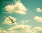SALE -  Nature photography, bird photography, dreamy, beach print, green, teal, cream, tern, gull, skyscape, dreamy