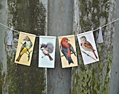 Spring Chic - Vintage bird flashcard garland