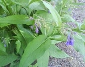 Comfrey 1 Ounce Salve with Lavandin Essential Oil for Wound Care Troubled Skin Eczema Psoriasis Rashes