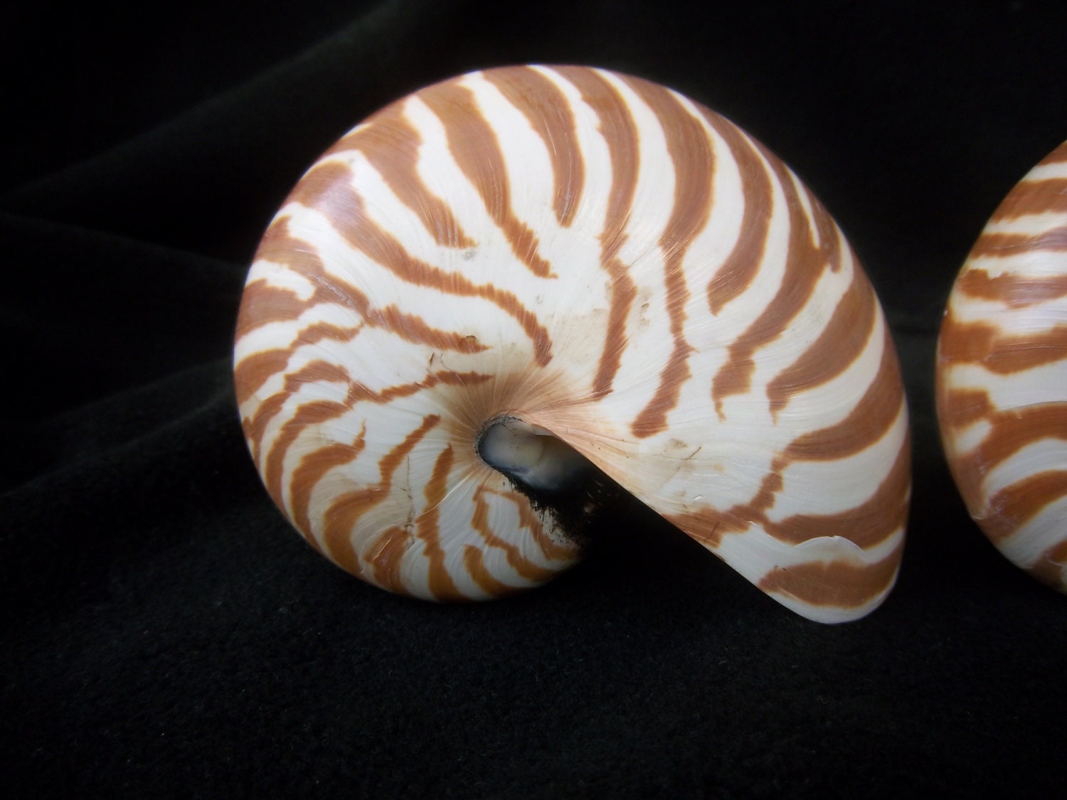 Beach Decor-Medium Nautilus Shell 4"x 3 "
