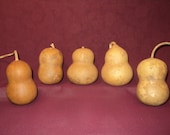 Craft Gourds 5 Chubby Mini Craft Gourds, Christmas Ornaments  (Item A)