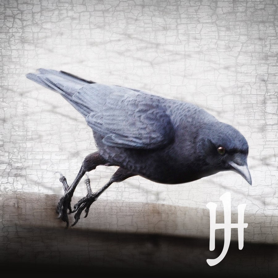A Crow Takes a Leap of Faith with Antique Silvery Grey Texture - Signed Fine Art Photograph by June Hunter