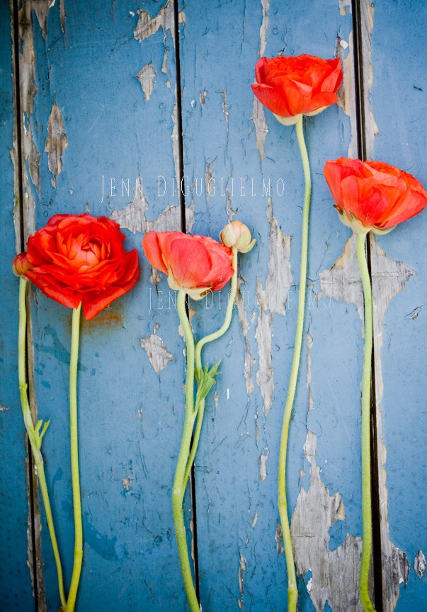 Ranunculus flower print - Nature flower imagery, Cottage style photography print -  blue orange floral peony