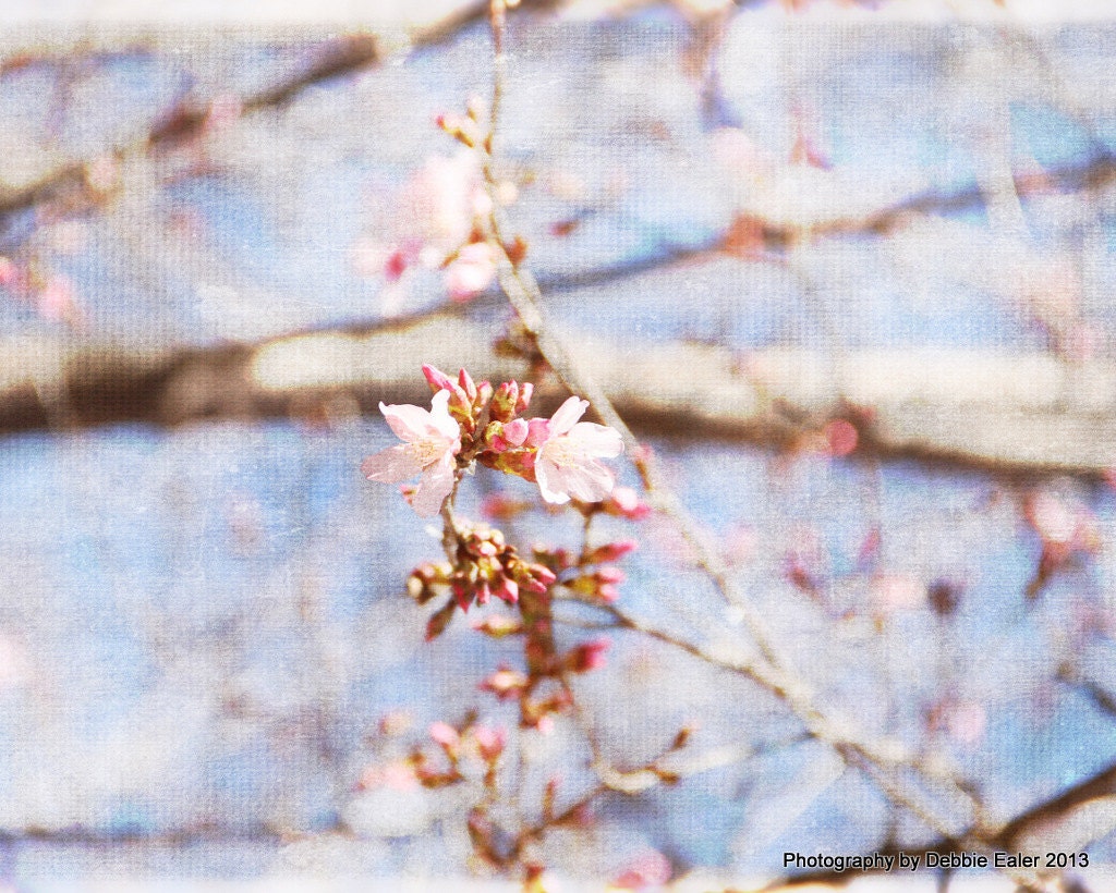 Blooming Spring Tree