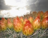 Southwest Art, Spring Wildflowers, Arizona, Cactus Art, Photograph, 8x10