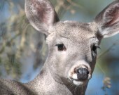 Spring, Fine Art Photo, Deer, Bambi, Woodlands, Forest, 8x10