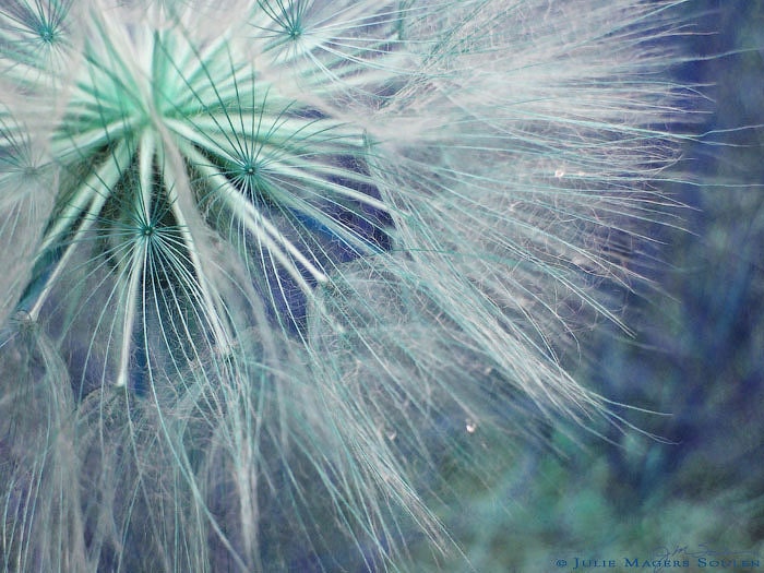 Dandelion Photo -Blue Dandelion -8x10 Print -Nature Photography -Nursery Art -Photography Gift -Colorado Fine Art Photography