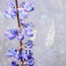 Lavender Flower Photography -Purple Flower -Penstemon -Wildflower Print -Gifts for Mom -Cottage Chic -5x5 Colorado Fine Art Photograph
