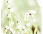 Spring Home Decor, pale green, spring, white, Pussy Willows, nature fine art print 8x12