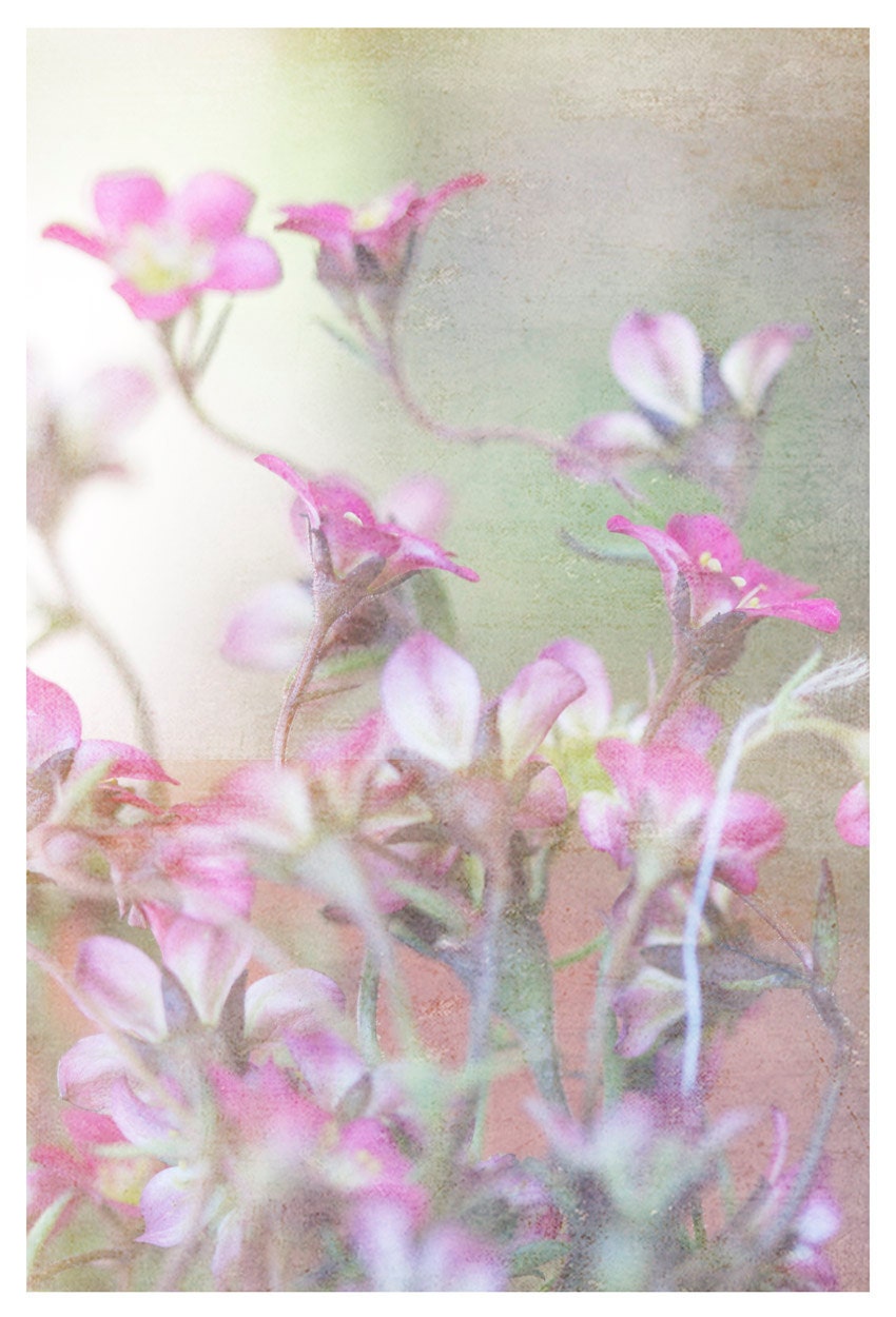 Flower Photography, muted pastels, pink, nature, Muted Pinks, fine art print 8x12