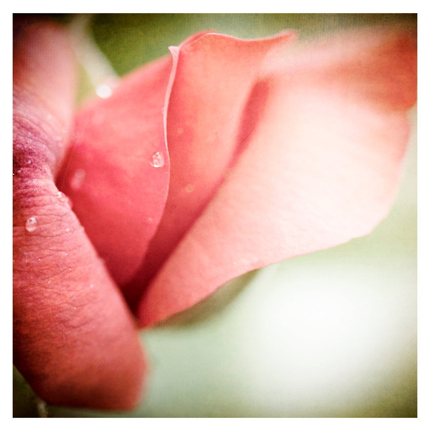 Roses Photograph, pale coral, flower, Delicious, Nature fine art print 8x12