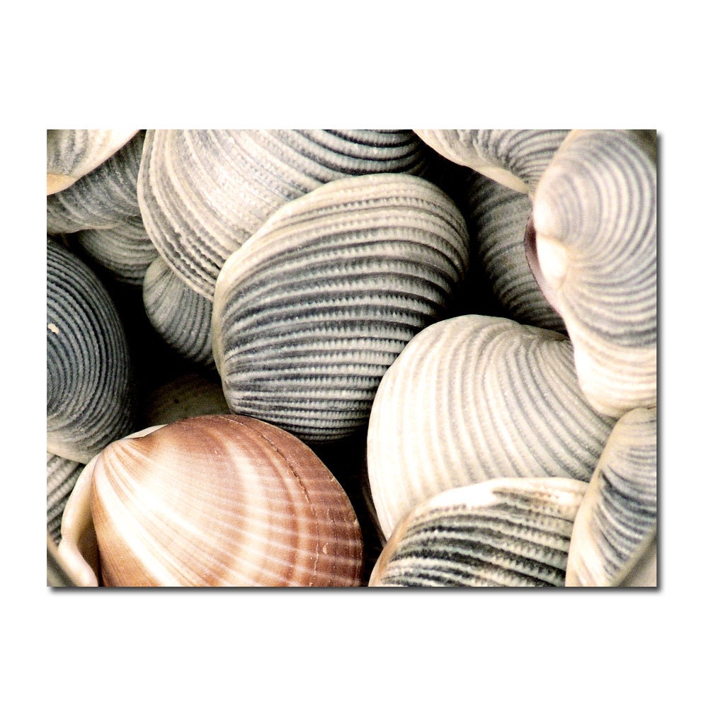 Clam Shells Still Life Photograph -Large Print Seashell Ocean Sea Beach