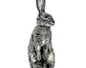 Original drawing pen and ink bunny drawing note cards custom notecards