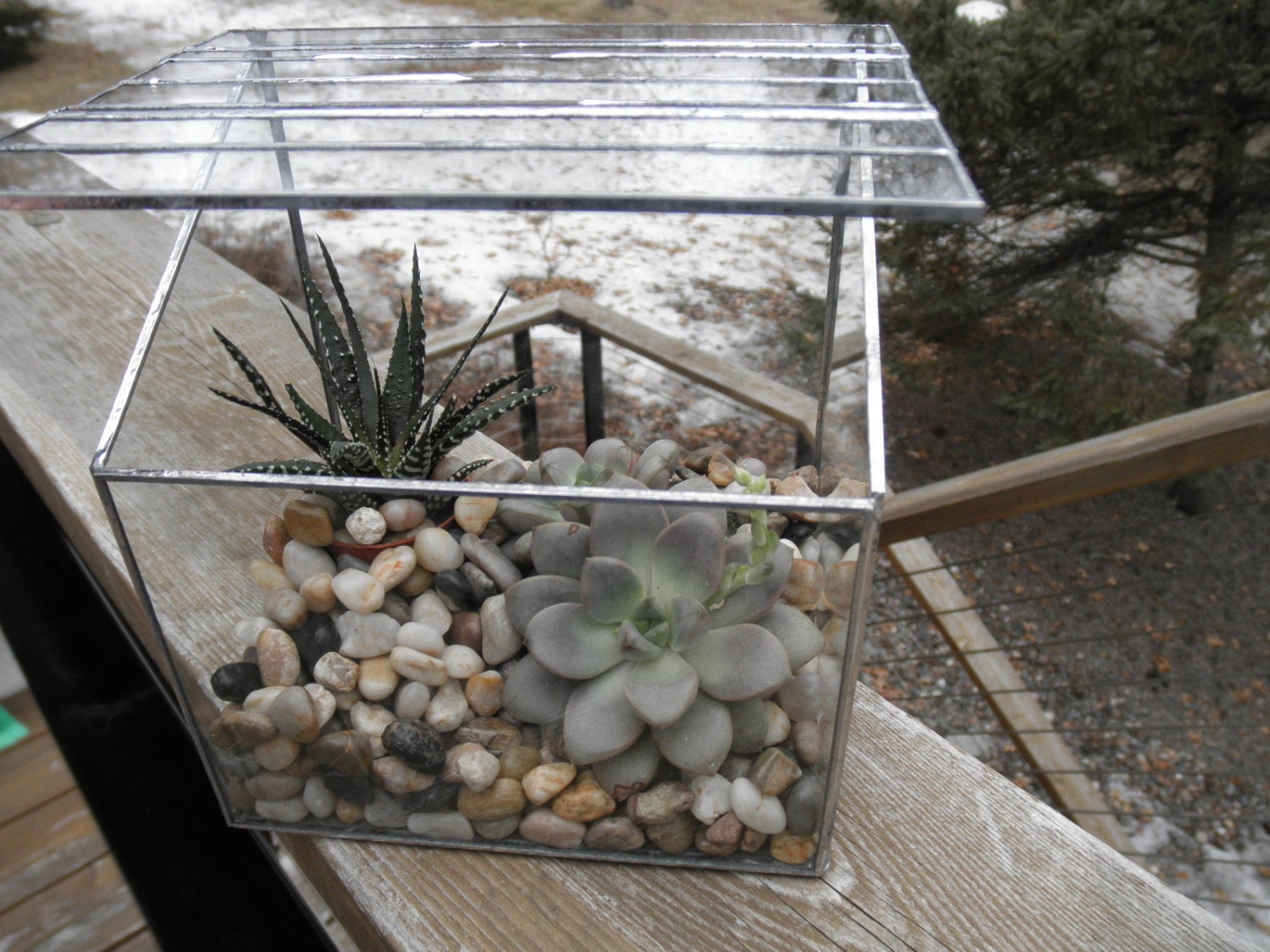 Contemporary Glass Terrarium