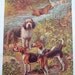 Otterhounds and Harriers Vintage Dog Print  Illustration by Edward Herbert Miner 1940s