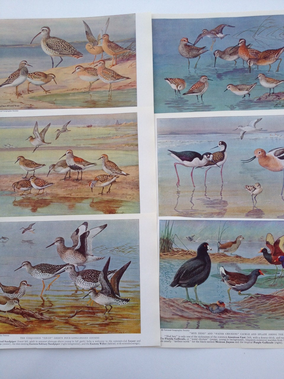 Vintage BIRDS Prints - Sea Swamp and Shore Birds -Book Illustrations by Allan Brooks