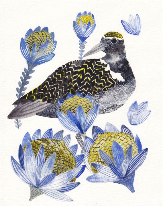 Plover and Protea- 8" x 10" Archival Print