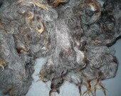 5in Grey with tan tips Romney  locks  - Raw fleece  - 1oz