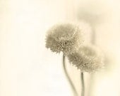 White flowers. Flower photograph. Pastel. Fine art photography print. 8x8 inches (20x20 cm)