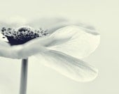 Anemone... Flower photograph. Pastel. Blue. Fine art photography print. 8x8 inches (20x20 cm)