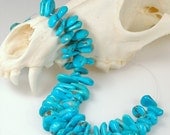 ON SALE Arizona TURQUOISE Castle Dome top drilled chunky freeform briolette beads  American Turquoise - 8 inches
