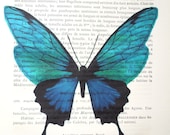Ocean Blue Butterfly Watercolor Print on 1900 Prince Alvert I De Monaco Campagnes Scientifiques 1st Edition