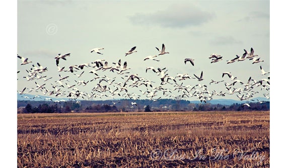 Snow Geese Photo, Nature Photograph, Bird Photography, 8x12 Fine Art Photograph, Animal Photo, Birds In Flight, Vermont, Blue, White, Brown