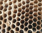 Macro Nature Photograph, Wasp Nest Photo, Geometric, Beige, Black, 8x12 Fine Art Photography, Rustic Decor, Woodland Wonderful, Wall Art