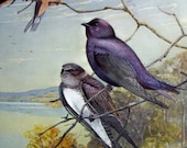 1939 Purple Martin bird Illustration by Allan Brooks, Swallows