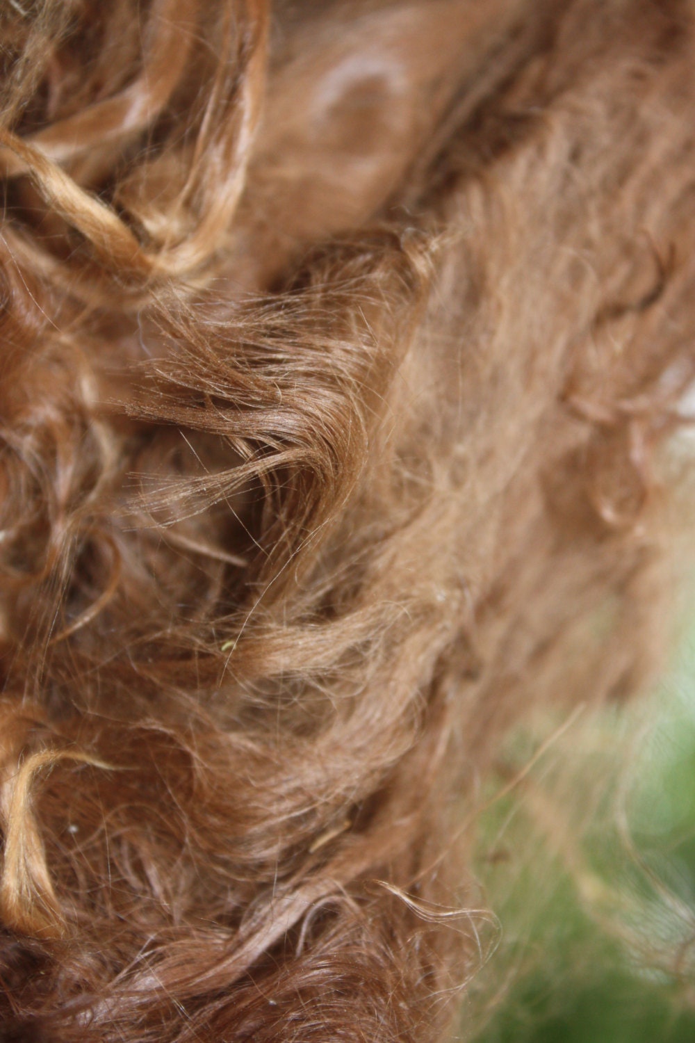 Suri Alpaca fiber, robinson, raw