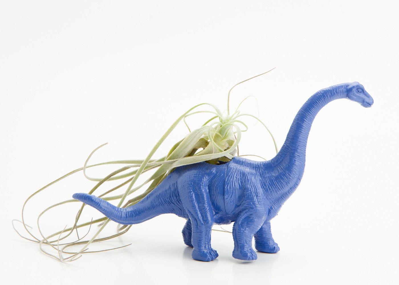 Small Dinosaur Planter with Air Plant Room Decor, College Dorm Geekery, Blue Dino Decoration