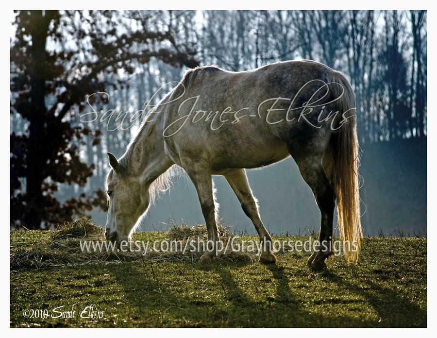 Leap Day Sunrise - Gray Horse at Sunrise Photo