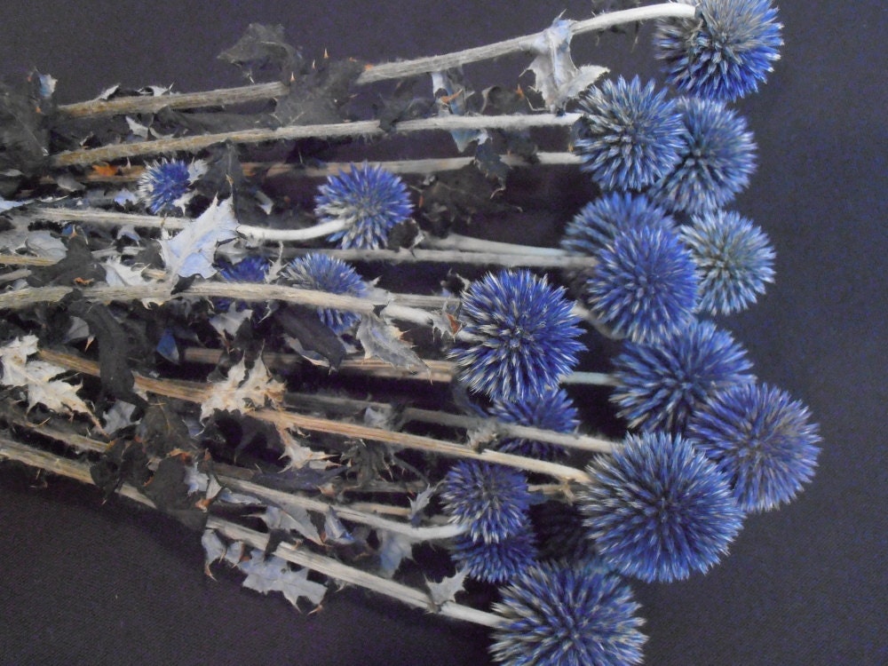 Blue Preserved Globe Thistle 5 Oz Bunch-Preserved Thistle Echinops-Wedding Bouquet-Boutonniere Flower