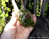 Eggstra Cute Glass Egg terrariums Set of 3-Micro mini Wedding favors or shower favors-Live moss-Preserved moss-Lichens-Cones