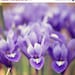 SALE Fine Art Flower Photograph - Early Spring - lavender lilac purple pastel white olive sage green - 8x8
