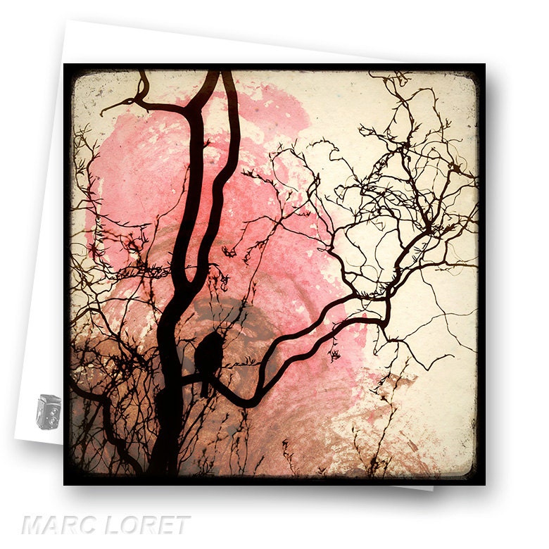 Sur la Branche - Fine Art Photography French Nature - Photo Postcard