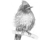 A Jay Bird, Pencil Sketch, Sketchbook Pencil Drawing, Fine Art Print reproduction, 6.5 x 4.6 with 10 x 8 mat