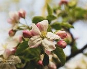 apple blossom photograph floral fine art spring wall decor