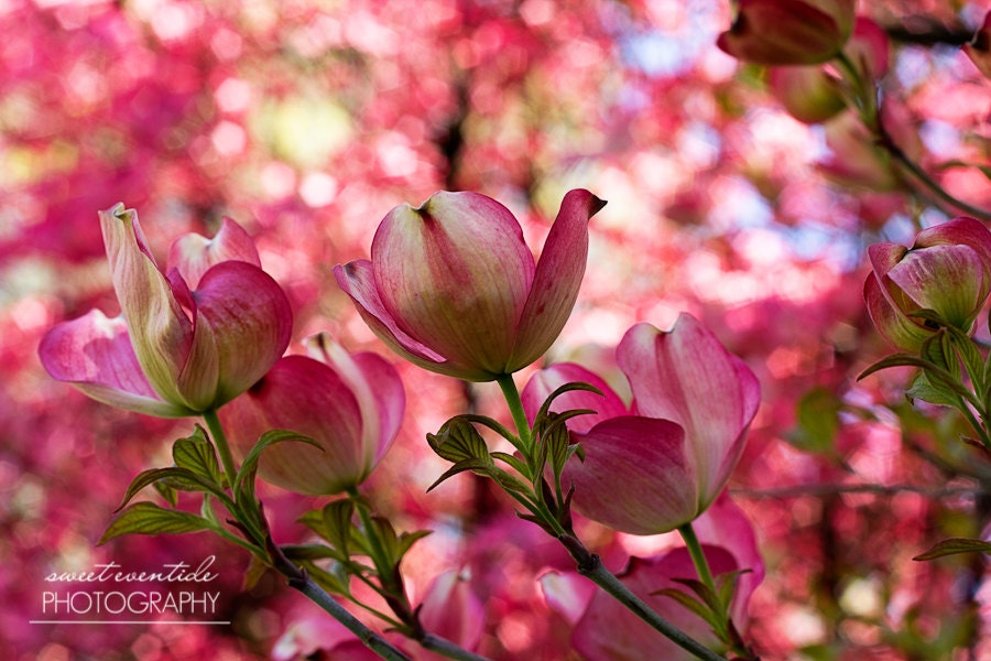dogwood flowers photograph pink bokeh nursery girls room wall decor