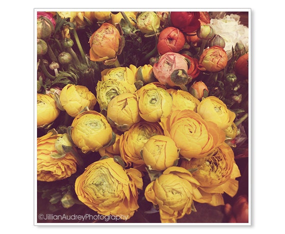 Ranunculus Flower Photography / Colorful Spring Decor / 8x8 Print / Botanical / Floral / Pretty Wall Art / Shabby Chic Decor