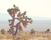Nature, Joshua tree, Lorax, landscape, desert, arizona, park, green, yellow, pastel, brown, fine art photograph 8"x10"