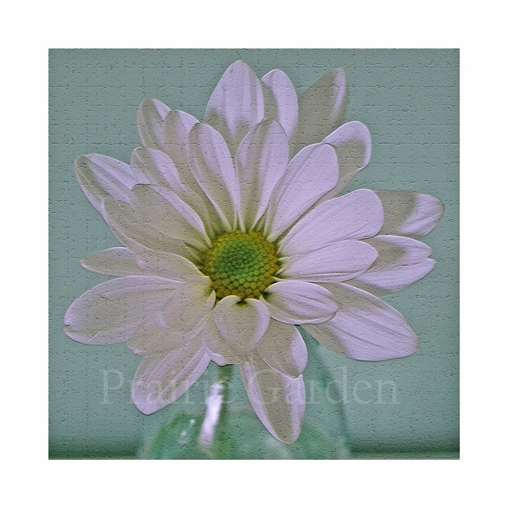 Daisy on Celadon 8x8 fine art photo