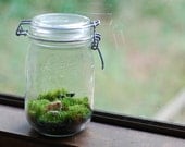 moss terrarium miniature farm