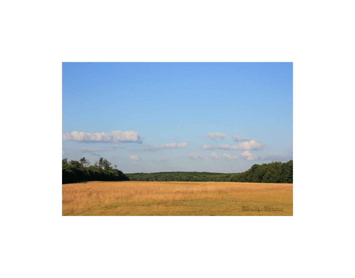 Landscape Photography, home decor, office decor, blue skies over grassy field with white clouds Dreamy Etheral Office or Home Decor