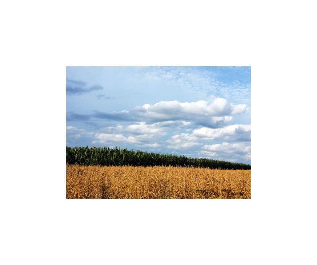 Beautiful Color Landscape Photogaph Bright Blue Sky forest and Corn Field