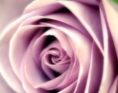 Purple garden flower, pastel, spring, shabby chic, closeup, macro, bloom, lilac, flower photo - Lavender rose 8 x 10